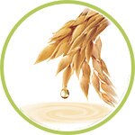 avena avena