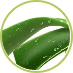 aloe aloe