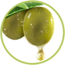 oliva oliva